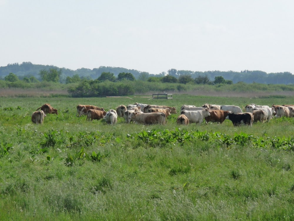 Abbildung: Das Foto zeigt eine Kuh-Herde auf einer Wiese im Sommer. Im Hintergrund sind Sträucher und bewaldete Hügel zu sehen.
