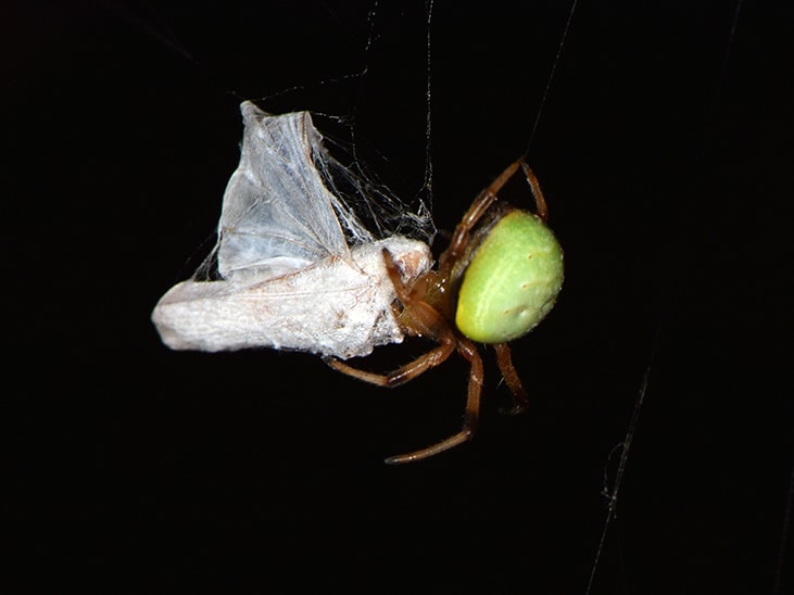 Abbildung: Das Foto zeigt vor schwarzem Hintergrund eine Kürbis-Spinne, lateinisch Araniella cucurbitina, beim Einspinnen eines Opfers. Der runde Hinterleib der Spinne ist leuchtend hellgrün, während der Rest des Körpers braun ist.