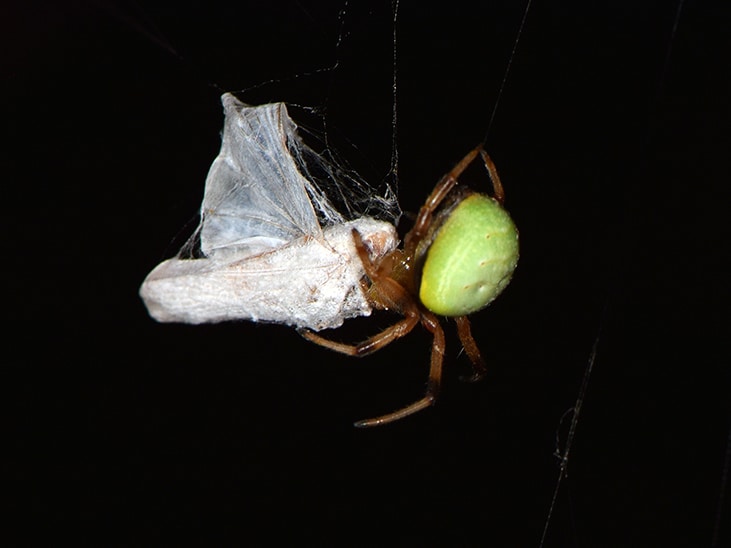 Investigating Community Food Webs: The Ecological Importance of Spiders - Science Friday