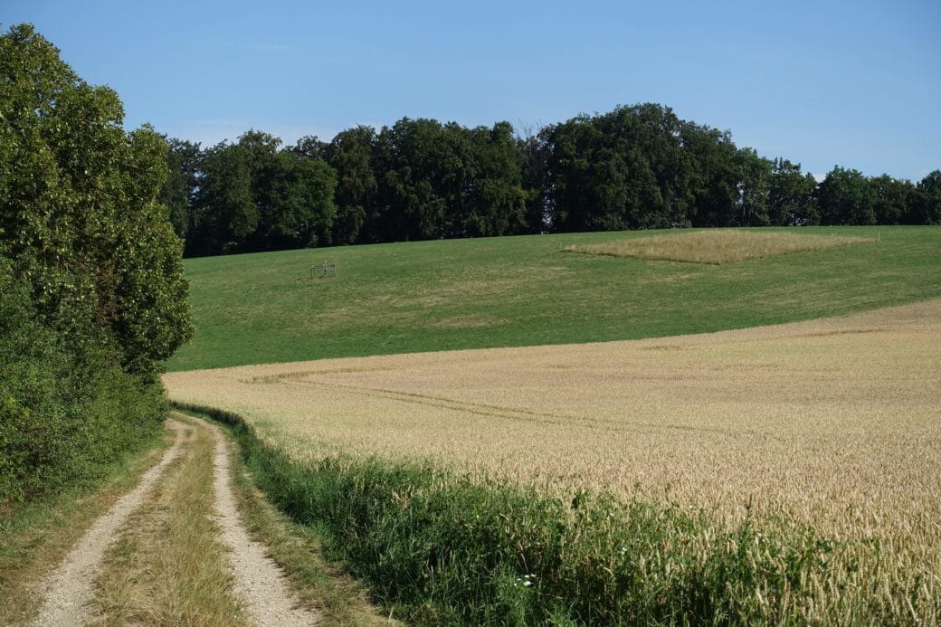 Picture: The photo shows a slightly hilly landscape in summer under a blue sky. In the front left of the picture there are high bushes, a tree and a field path that turns to the left further back. From the middle to the right to the edge of the picture there is a field with beige-coloured ears of grain. Behind the field there is a mown meadow with short green grass on a slightly rising hill. On the left of the meadow there is a fenced climate measuring station. On the right of the meadow there is an unmown experimental area with tall brown and green grass. Behind the meadow there is a dense row of deciduous trees running through the picture.