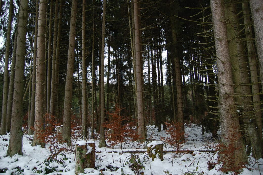 Picture: The photo shows a winter spruce forest with trees of the age class tree wood strong.