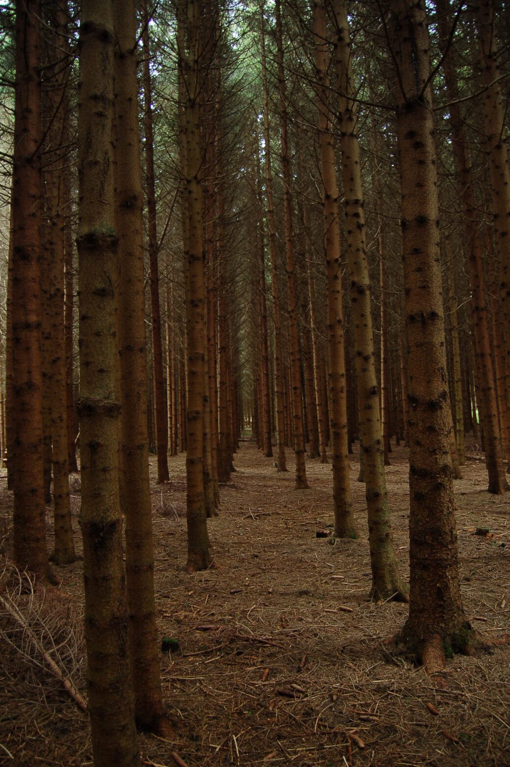 Picture: The photo shows a spruce forest with straight rows of trees in the weak tree age class.