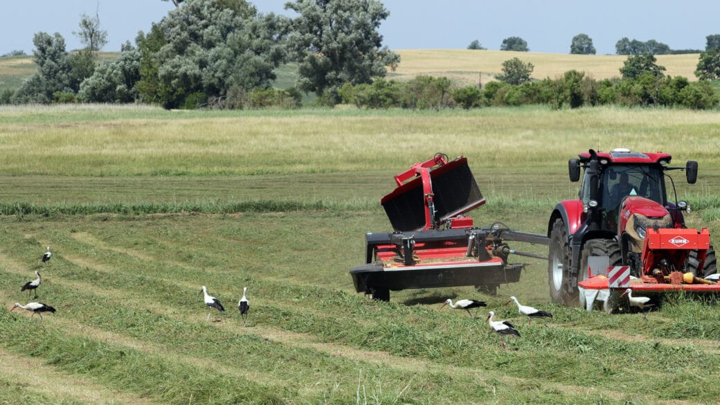 Abbildung: Das Foto zeigt Störche, die auf einer gerade gemähten Wiese nach Futter suchen. Rechts im Foto fährt ein Traktor mit angehängtem Gerät. Im Hintergrund sind weitere Wiesen sowie Reihen von Sträuchern und einzelne Laubbäume zu sehen.