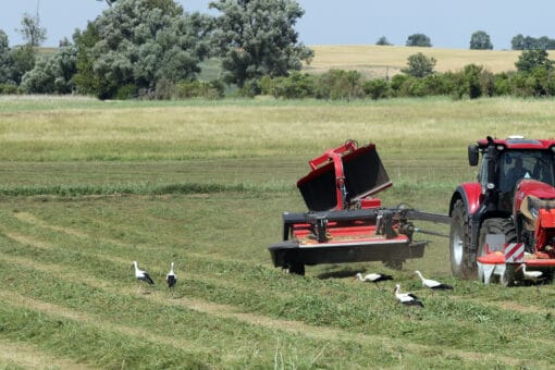 Figure: The photo shows storks looking for food in a meadow that has just been mowed. A tractor with attached equipment is driving on the right side of the photo. Other meadows as well as rows of shrubs and individual deciduous trees can be seen in the background.