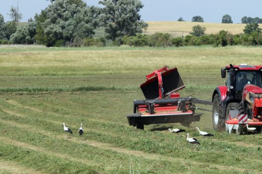 Abbildung: Das Foto zeigt Störche, die auf einer gerade gemähten Wiese nach Futter suchen. Rechts im Foto fährt ein Traktor mit angehängtem Gerät. Im Hintergrund sind weitere Wiesen sowie Reihen von Sträuchern und einzelne Laubbäume zu sehen.