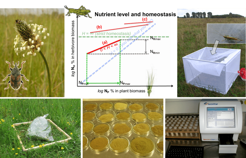 Picture: The collage contains five photos and a diagram. Photo 1 shows a flower head of ribwort plantain on an unmown meadow. A photo of a beetle is mounted at the bottom left of the picture. Photo 2 shows a square box covered with white transparent fabric for trapping insects on an unmown meadow. At the top right of the picture a photo of a grasshopper is mounted. An arrow points from the grasshopper down to the box. Photo 3 shows a green meadow on which a frame made of light-coloured wooden slats lies. Inside the frame is a transparent sealed plastic bag filled with grass. Photo 4 shows 20 Petri dishes on a laboratory table with sand-looking material in different shades of brown in them. Photo 5 shows a stand with tubes in a laboratory on the left of the picture and a spectroscopy device on the right. The diagram shows formulas and correlations to nutrient content and homeostasis.