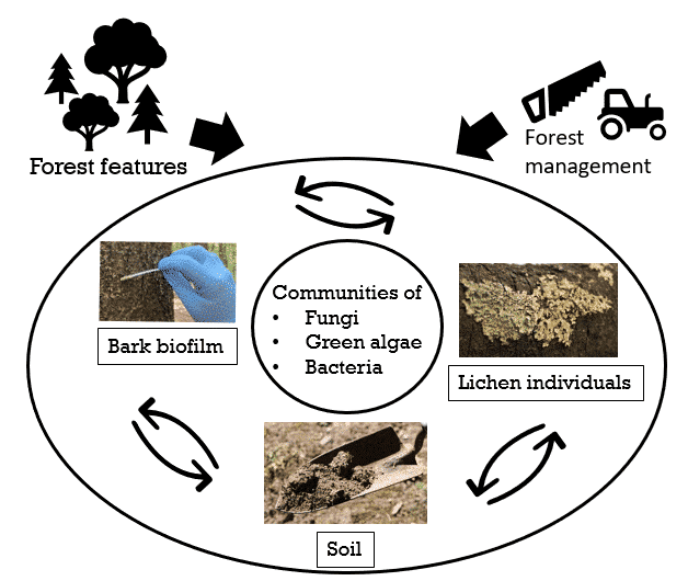 Picture: The diagram shows information on the concept of the project. At the top of the picture, the two elements "Forest features" and "Forest management" are shown on the left and right, from which arrows lead downwards to a group of elements that are grouped together within an elliptical shape. In the middle of the ellipse is a circular element labeled "Communities of Fungi, green algea and bacteria". Around this are the three elements "Bark biofilm", "Soil" and "Lichen individuals". Between each element is a symbol for mutual interaction.