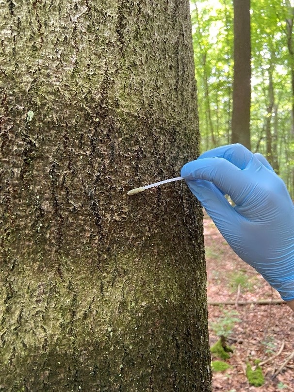 Abbildung: Das Foto zeigt eine Hand in einem blauen Latex-Handschuh, die mit einem Probestäbchen Biofilm von der Rinde eines Buchenstamms aufnimmt.