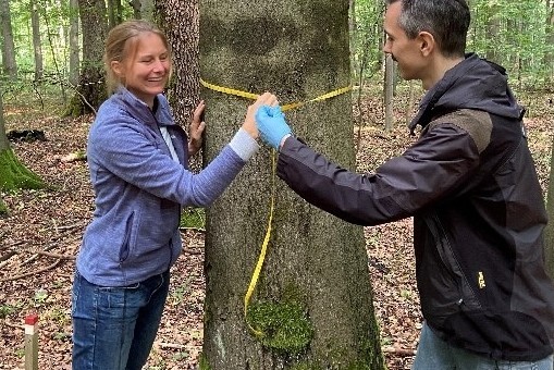 Picture: The photo shows Professor Imke Schmitt and Doctor Dal Grande measuring the circumference of a beech trunk with a yellow tape measure in a beech forest in spring.