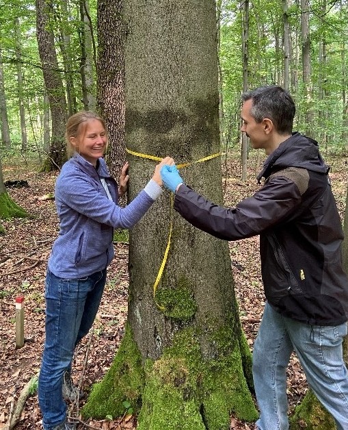 Abbildung: Das Foto zeigt in einem Buchenwald im Frühling Professorin Imke Schmitt und Doktor Dal Grande, die mit einem gelben Maßband den Umfang eines Buchenstamms messen.