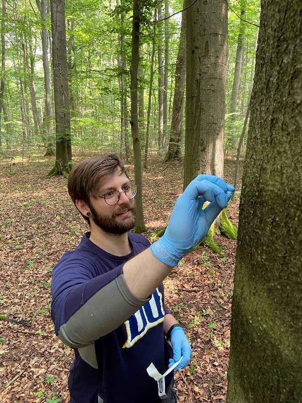 Abbildung: Das Foto zeigt in einem Buchenwald im Frühling den Wissenschaftler Lukas Dreyling beim Sammeln von Biofilm-Proben der Rinde eines Buchenstamms.