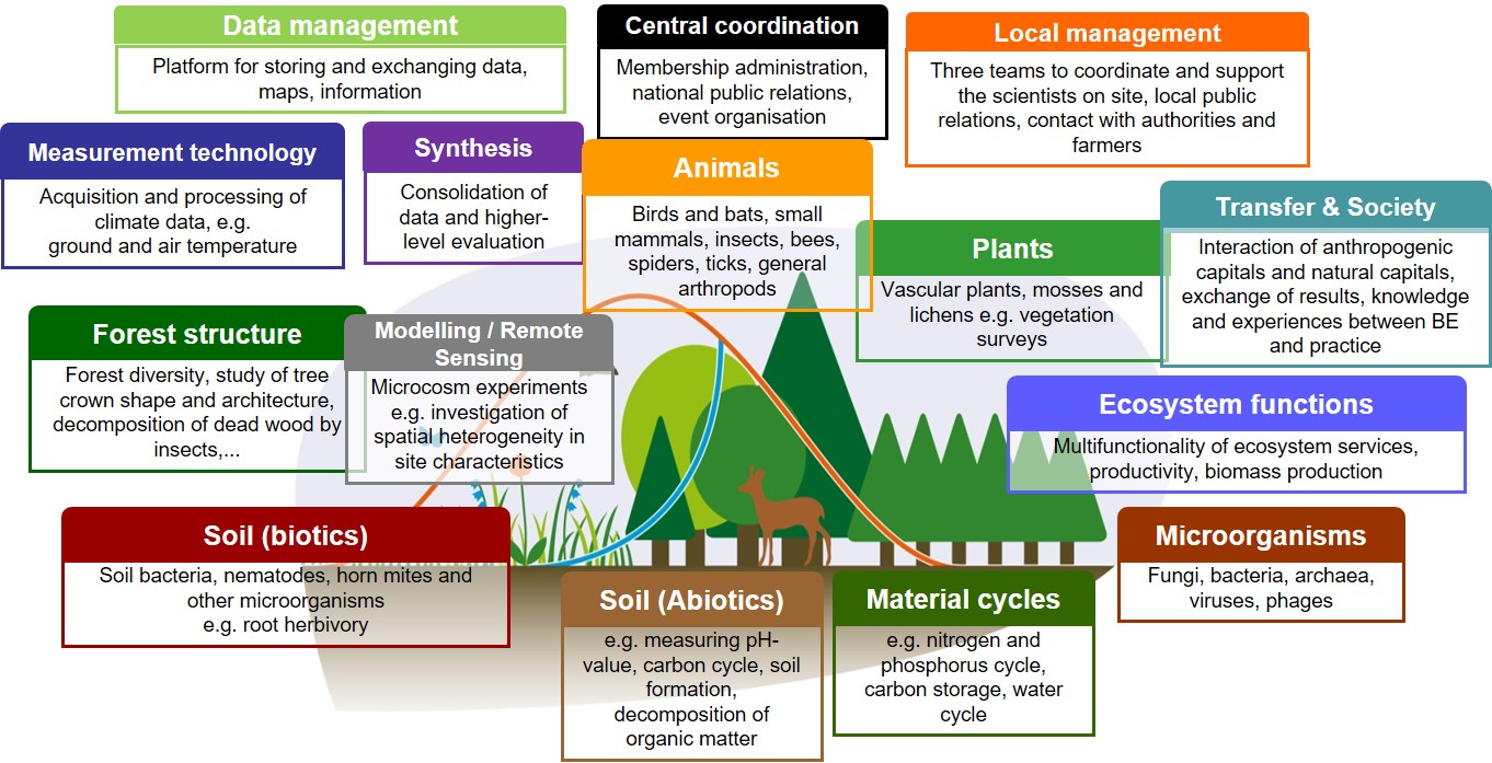 Picture: The diagram shows the research topics in the biodiversity exploratories arranged in four rows. Row 1 shows Data management, Central coordination and Local management. row 2 shows Measurement technology, Synthesis, Animals, Plants and Transfer and Society. row 3 shows Forest structure, Modelling and Remote Sensing and Eco-system functions. row 4 shows Soil biotics, Soil abiotics, Material cycles and Micro-organisms.