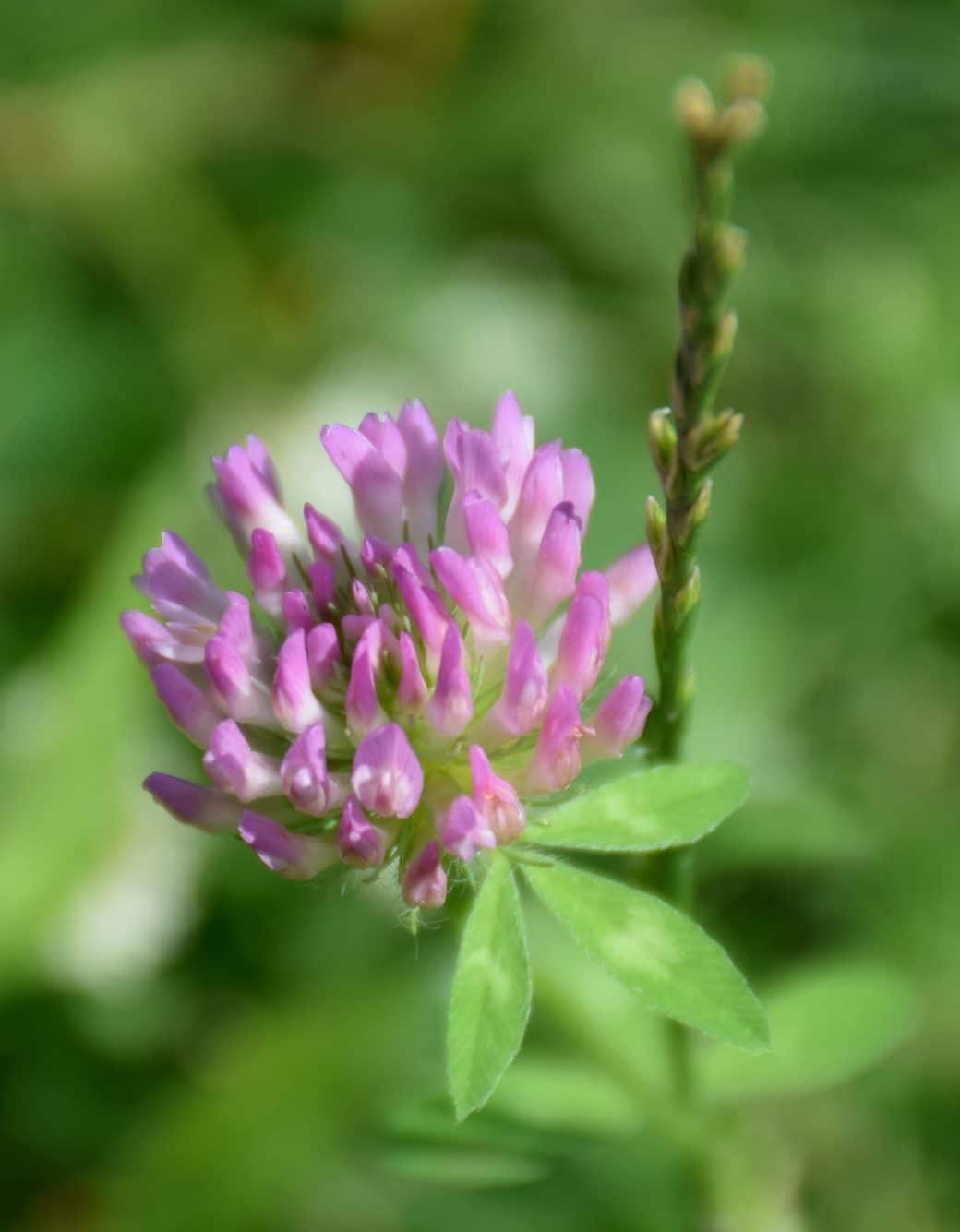 Abbildung: Das Foto zeigt die Nah-Aufnahme einer rosafarbenen Blüte von Wiesenklee, lateinisch Trifolium pratense, in der Sonne.