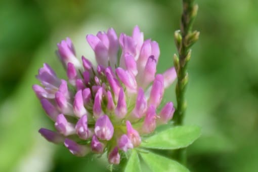 Abbildung: Das Foto zeigt die Nah-Aufnahme einer rosafarbenen Blüte von Wiesenklee, lateinisch Trifolium pratense, in der Sonne.