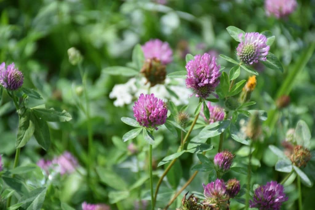 Picture: The photo shows a close-up of several pink flowers of the meadow clover, Latin Trifolium pratense.