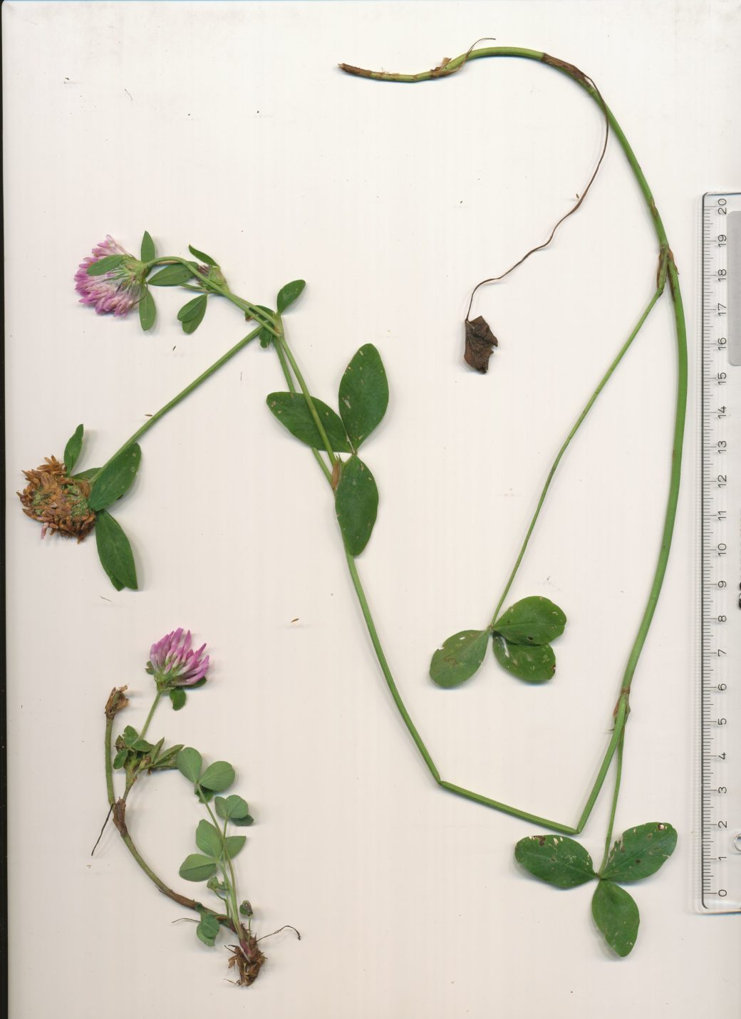 Abbildung: Das Foto zeigt auf einer weißen Unterlage einen ausgebreiteten  Pflanzenkörper eines Exemplares von Wiesenklee, lateinisch Trifolium pratense. Rechts neben der Pflanze liegt ein Gliedermaßstab.