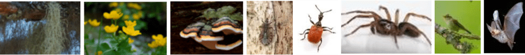 Picture: The collage shows three photos of plants and four photos of animals in a row. photo 1 shows a grey lichen. photo 2 shows yellow flowers of a low growing green plant. photo 3 shows a bug on a tree trunk. photo 4 shows a beetle on a white background. photo 5 shows a spider on a white background. photo 6 shows a bird on a branch against a green background. photo 7 shows a bat in flight against a black background.