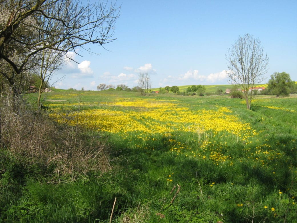 Picture: The photo shows a slightly hilly landscape in spring under a blue sky. In the centre of the photo is a green meadow with many yellow flowering plants. On the left edge of the picture bare branches and twigs of shrubs can be seen. Beside and behind the meadow there are single trees without leaves. On the horizon leafy groups of trees, some buildings, green and yellow overgrown fields as well as single clouds can be seen.