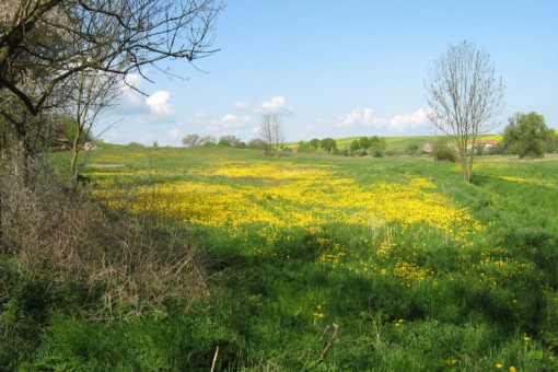 Abbildung: Das Foto zeigt unter blauem Himmel eine leicht hügelige Landschaft im Frühling. Im Zentrum des Fotos befindet sich eine grüne Wiese mit vielen gelb blühenden Pflanzen. Links am Bildrand sind kahle Äste und Zweige von Sträuchern zu sehen. Neben und hinter der Wiese stehen einzelne unbelaubte Bäume. Am Horizont sind belaubte Baumgruppen, einige Gebäude, grün und gelb bewachsene Felder sowie einzelne Wolken zu sehen.