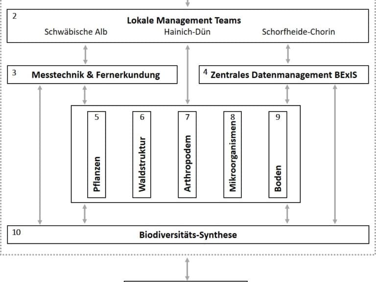 Abbildung: Die Grafik zeigt eine Übersicht der zehn Kernprojekte, dargestellt in Kästen. Im obersten Kasten Nummer 1 steht das Koordinationsbüro BEO, darunter folgt in Kasten 2 das lokale Management. Darunter befinden sich, nebeneinander angeordnet, im Kasten 3 die Messtechnik sowie die Fernerkundung und im Kasten 4 das zentrale Daten-Management. Danach folgen in den Kästen 5 bis 9, ebenfalls nebeneinander angeordnet, die restlichen Kernprojekte Pflanzen, Arthropoden, Mikroorganismen, Boden und Waldstruktur. Darunter folgt im Kasten 10 die Biodiversitäts-Synthese, gefolgt von mehreren nicht nummerierten Kästen für die Teilprojekte. Alle Kästen sind, je nach ihrer Verknüpfung, mit Linien verbunden.