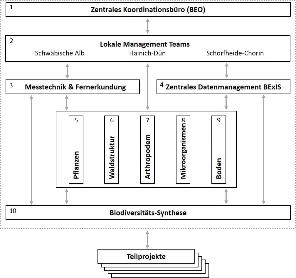 Abbildung: Die Grafik zeigt eine Übersicht der zehn Kernprojekte, dargestellt in Kästen. Im obersten Kasten Nummer 1 steht das Koordinationsbüro BEO, darunter folgt in Kasten 2 das lokale Management. Darunter befinden sich, nebeneinander angeordnet, im Kasten 3 die Messtechnik sowie die Fernerkundung und im Kasten 4 das zentrale Daten-Management. Danach folgen in den Kästen 5 bis 9, ebenfalls nebeneinander angeordnet, die restlichen Kernprojekte Pflanzen, Arthropoden, Mikroorganismen, Boden und Waldstruktur. Darunter folgt im Kasten 10 die Biodiversitäts-Synthese, gefolgt von mehreren nicht nummerierten Kästen für die Teilprojekte. Alle Kästen sind, je nach ihrer Verknüpfung, mit Linien verbunden.