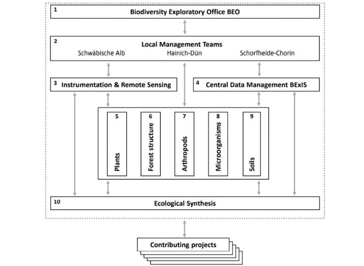 Picture: The graphic shows an overview of the ten core projects, presented in boxes. The top box number 1 contains the BEO coordination office, followed by local management in box 2. Below this, arranged side by side, are measurement technology and remote sensing in box 3 and central data management in box 4. This is followed, also arranged side by side, by the remaining core projects plants, arthropods, microorganisms, soil and forest structure in boxes 5 to 9. Below this comes biodiversity synthesis in box 10, followed by several unnumbered boxes for the subprojects. All boxes are connected by lines, depending on their linkage