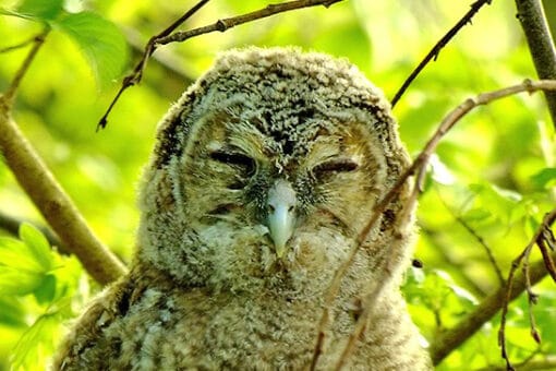 Illustration: The photo shows an eagle owl sitting on the branch of a tree with its eyes closed. Light green spring leaves can be seen in the background.